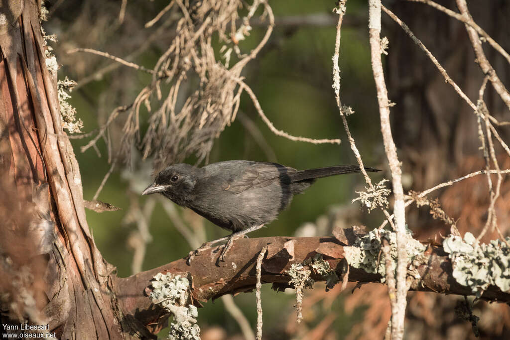 Slate-colored Boubou, habitat