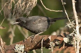 Slate-colored Boubou