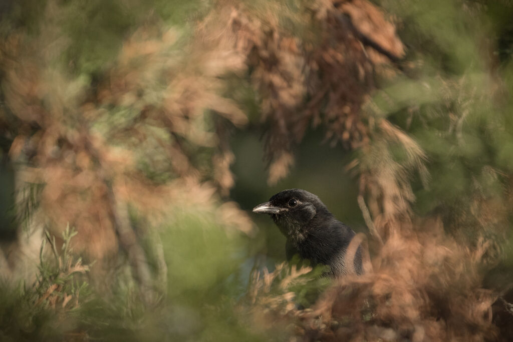 Slate-colored Boubou