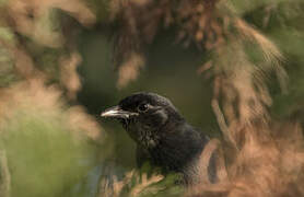 Slate-colored Boubou