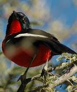 Crimson-breasted Shrike