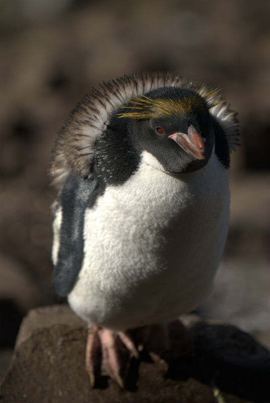 Macaroni Penguin