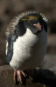 Macaroni Penguin