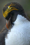 Macaroni Penguin