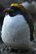 Macaroni Penguin