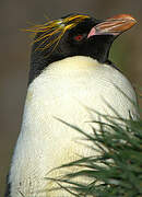 Macaroni Penguin