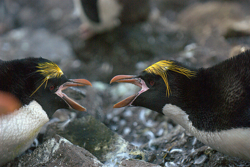 Macaroni Penguin