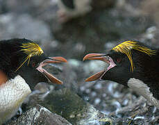 Macaroni Penguin