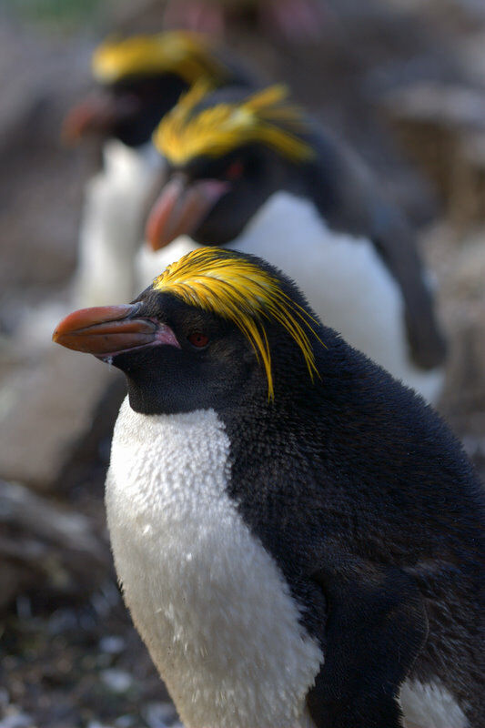 Macaroni Penguin