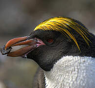 Macaroni Penguin