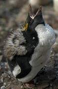 Macaroni Penguin