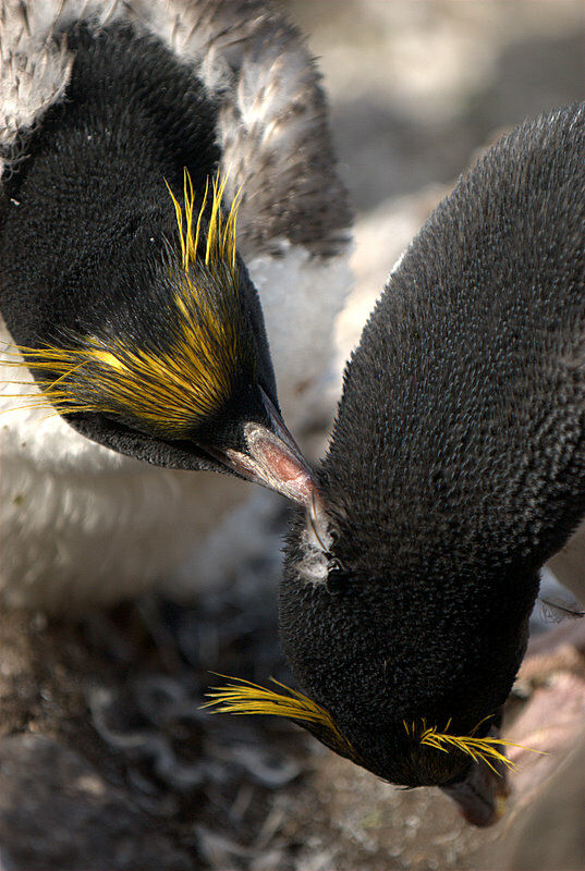 Macaroni Penguin