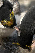 Macaroni Penguin