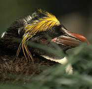 Macaroni Penguin