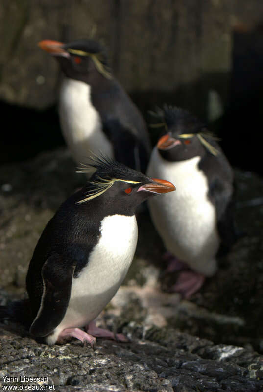 Southern Rockhopper Penguinadult, identification