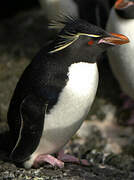 Southern Rockhopper Penguin