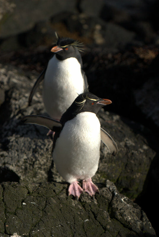 Southern Rockhopper Penguin