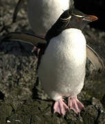 Southern Rockhopper Penguin