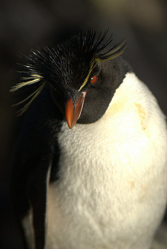 Southern Rockhopper Penguin