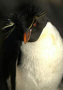 Southern Rockhopper Penguin