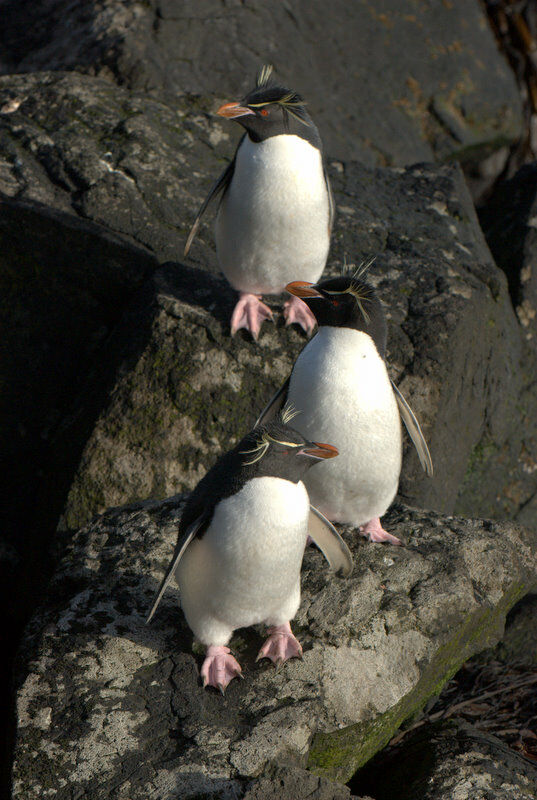 Southern Rockhopper Penguin