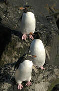 Southern Rockhopper Penguin