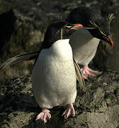 Southern Rockhopper Penguin