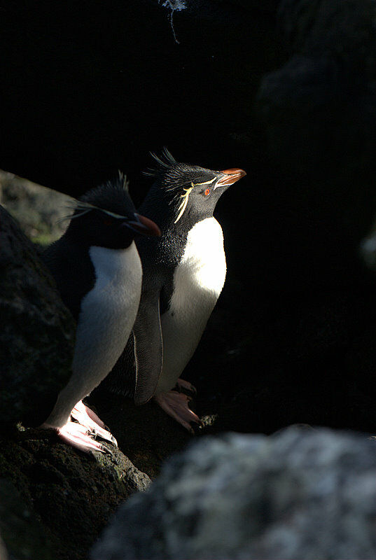 Southern Rockhopper Penguin