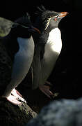 Southern Rockhopper Penguin