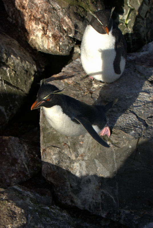 Southern Rockhopper Penguin