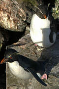 Southern Rockhopper Penguin