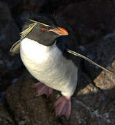 Southern Rockhopper Penguin