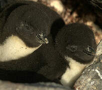 Southern Rockhopper Penguin