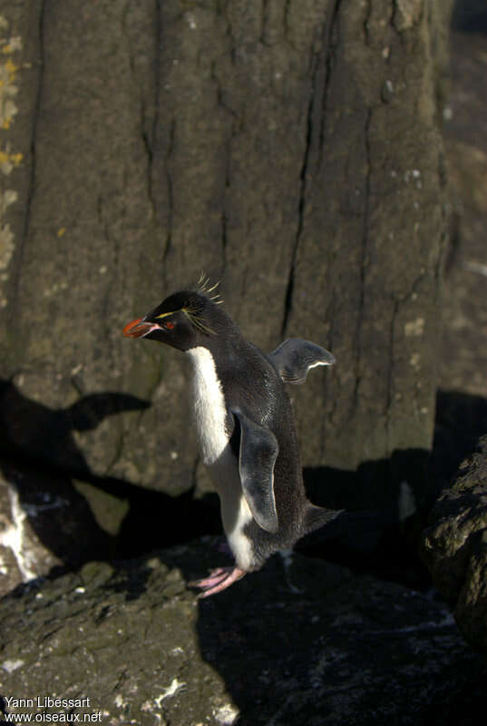 Southern Rockhopper Penguin, Behaviour