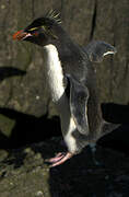 Southern Rockhopper Penguin