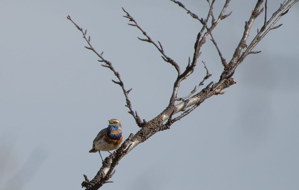 Bluethroat