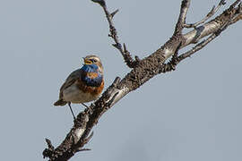 Bluethroat