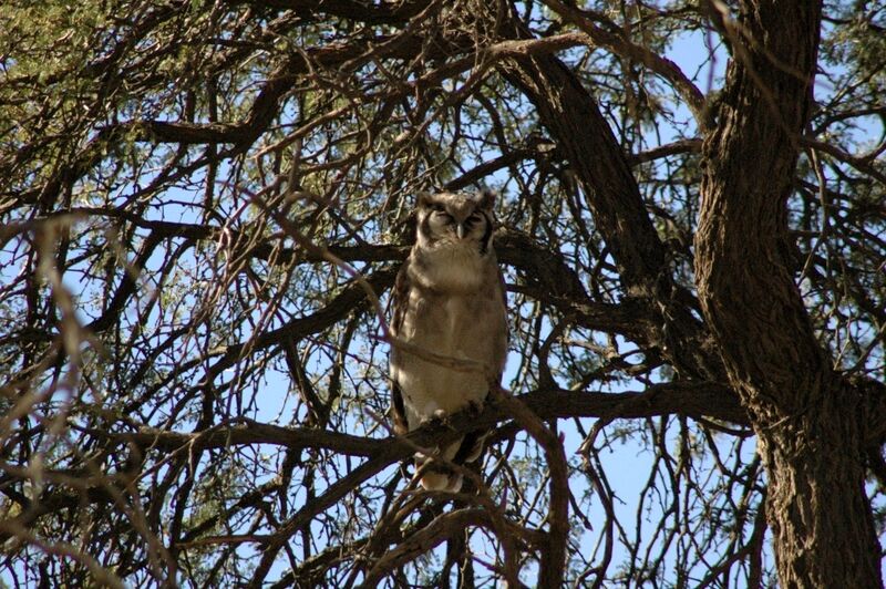 Verreaux's Eagle-Owl