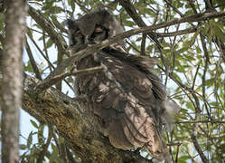 Verreaux's Eagle-Owl