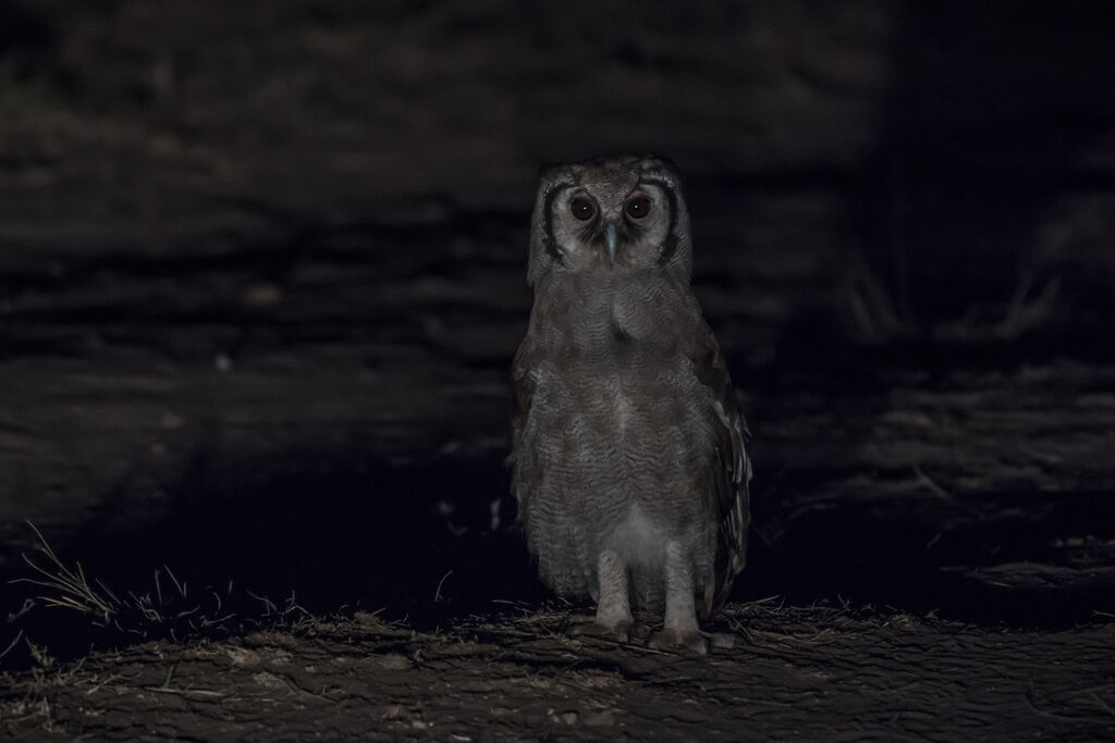 Verreaux's Eagle-Owl