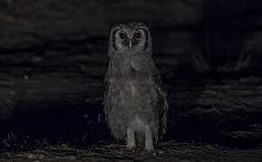 Verreaux's Eagle-Owl