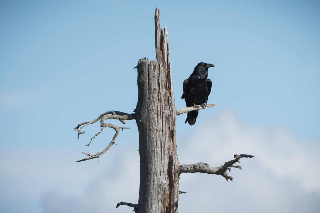 Northern Raven