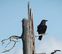 Northern Raven