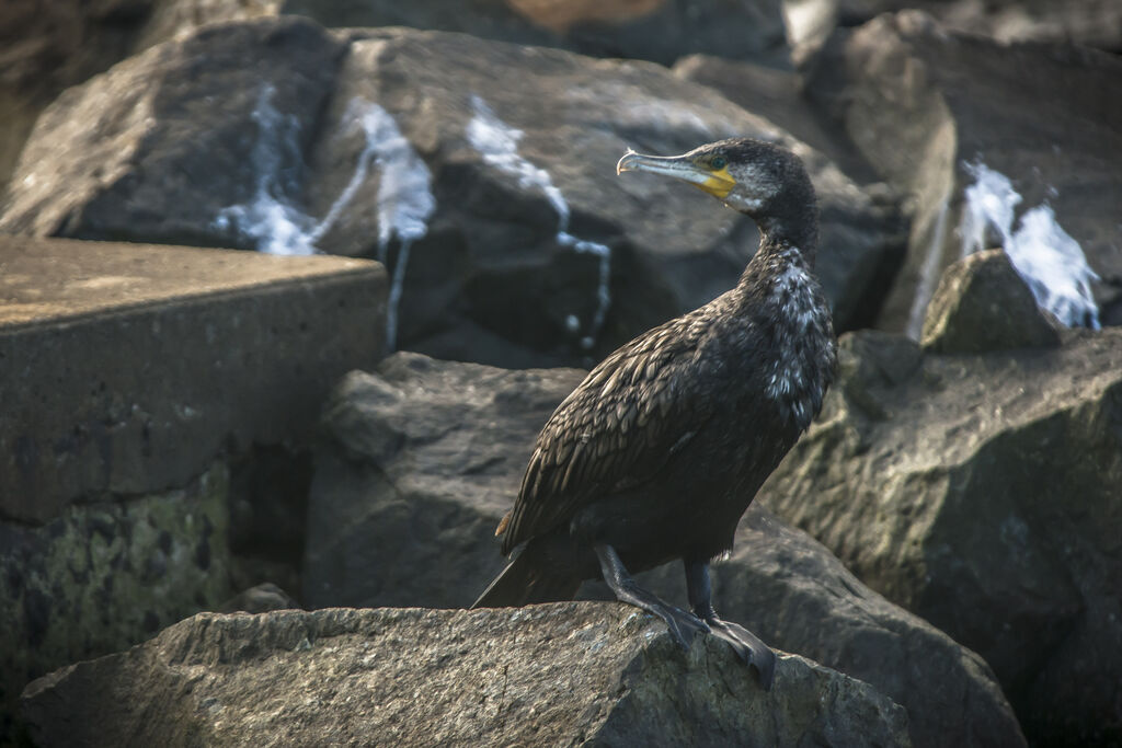 Great Cormorant