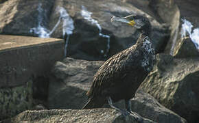 Great Cormorant