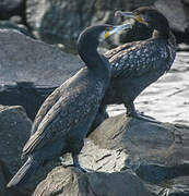 Great Cormorant