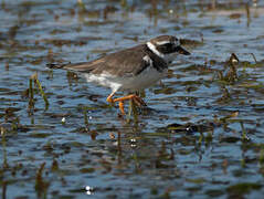 Common Ringed Plover