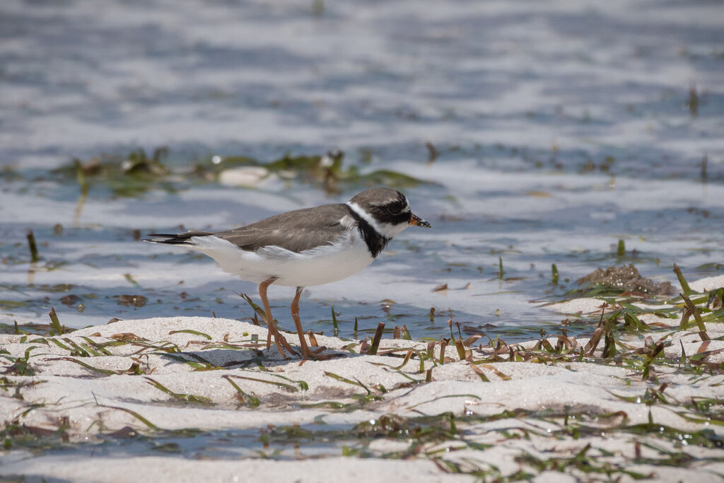 Common Ringed Plover