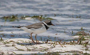 Common Ringed Plover