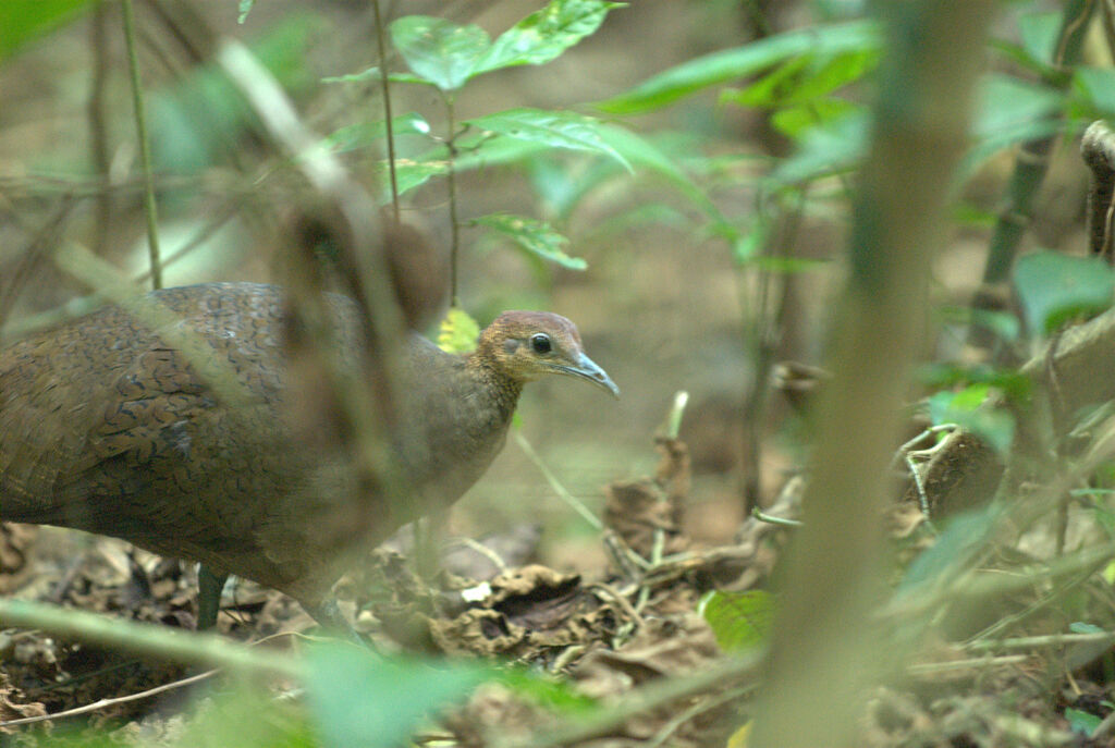 Grand Tinamou